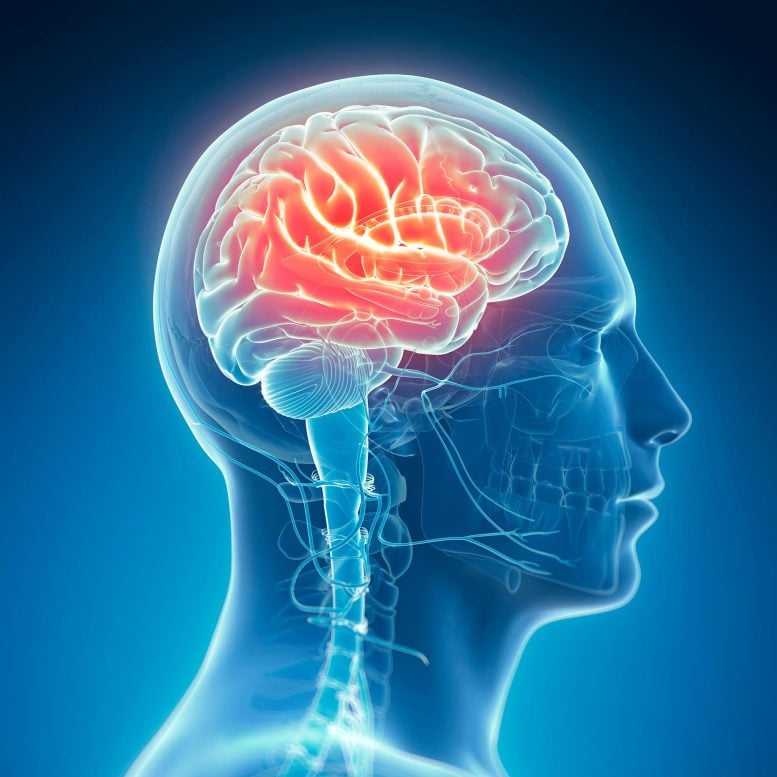 Ancient Lead Exposure May Have Influenced Human Brain Evolution