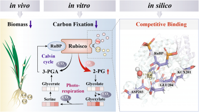 Cadmium Disrupts Carbon Fixation in Rice by Altering Rubisco Activity