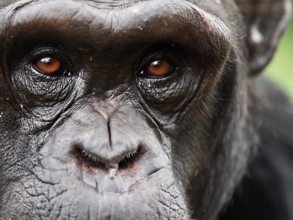 Chimpanzees Adapt Beliefs Based on New Evidence, Study Reveals