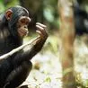 Chimpanzees Display Human-like Decision-Making Abilities in New Study