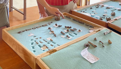 First Fossil Hand of P. Boisei Indicates Tool Use by Ancient Relatives