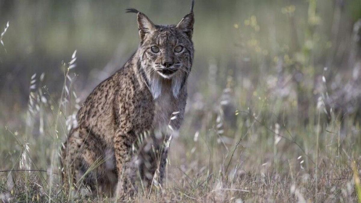 First leucistic Iberian lynx captured on camera in Spain