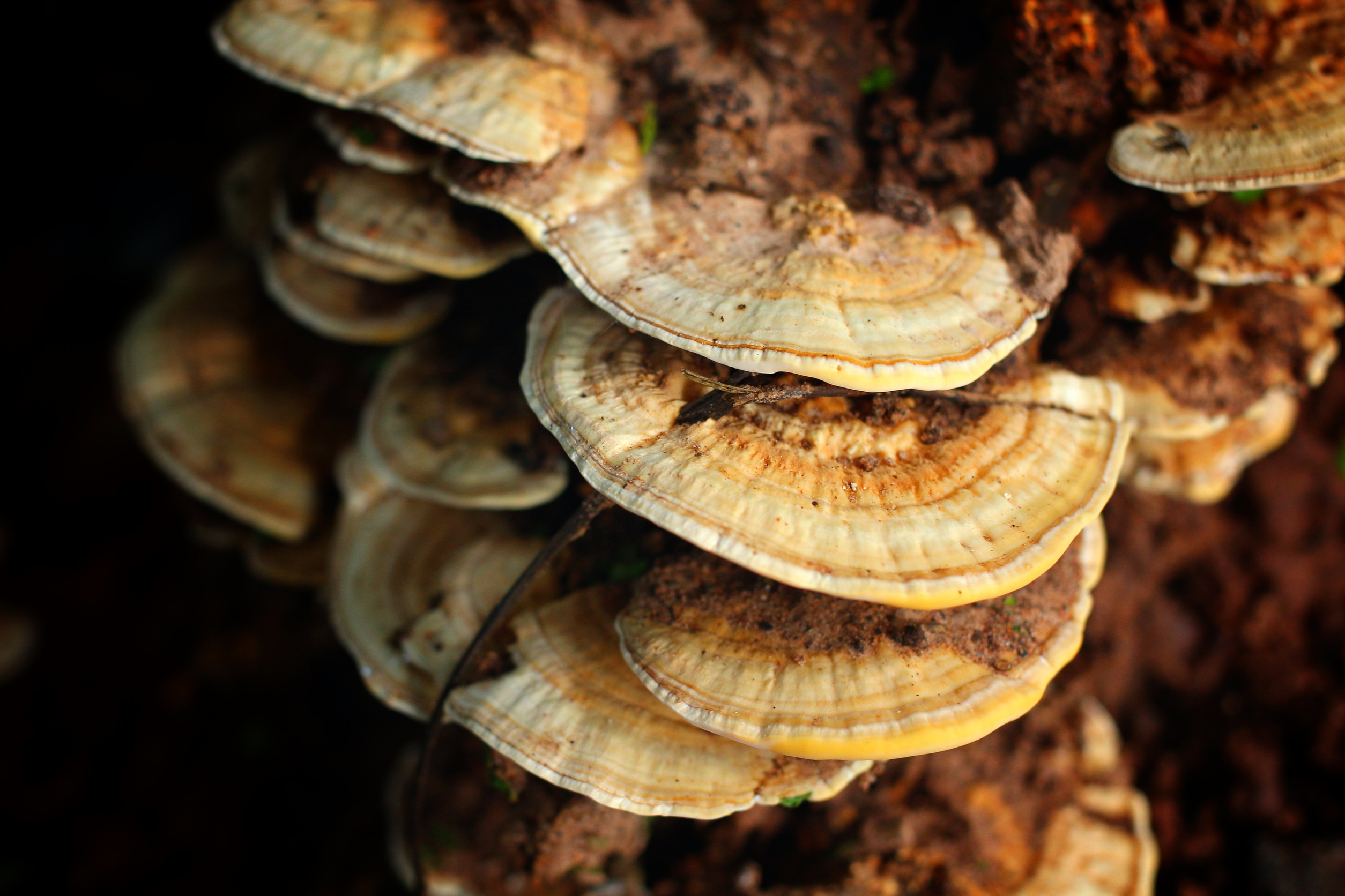Fungal Innovations Could Revolutionize Sustainable Construction