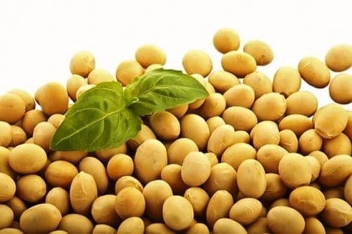 Ghana Introduces High-Yield Soybean Varieties to Boost Agriculture
