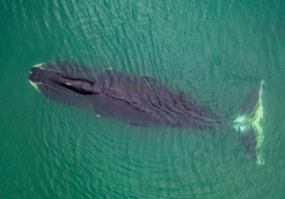 How Greenland Whales Achieve Lifespans Over 200 Years