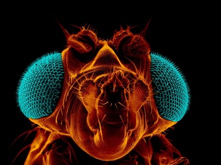 New Insights into Neuronal Wiring from Fruit Fly Study on Frazzled Protein