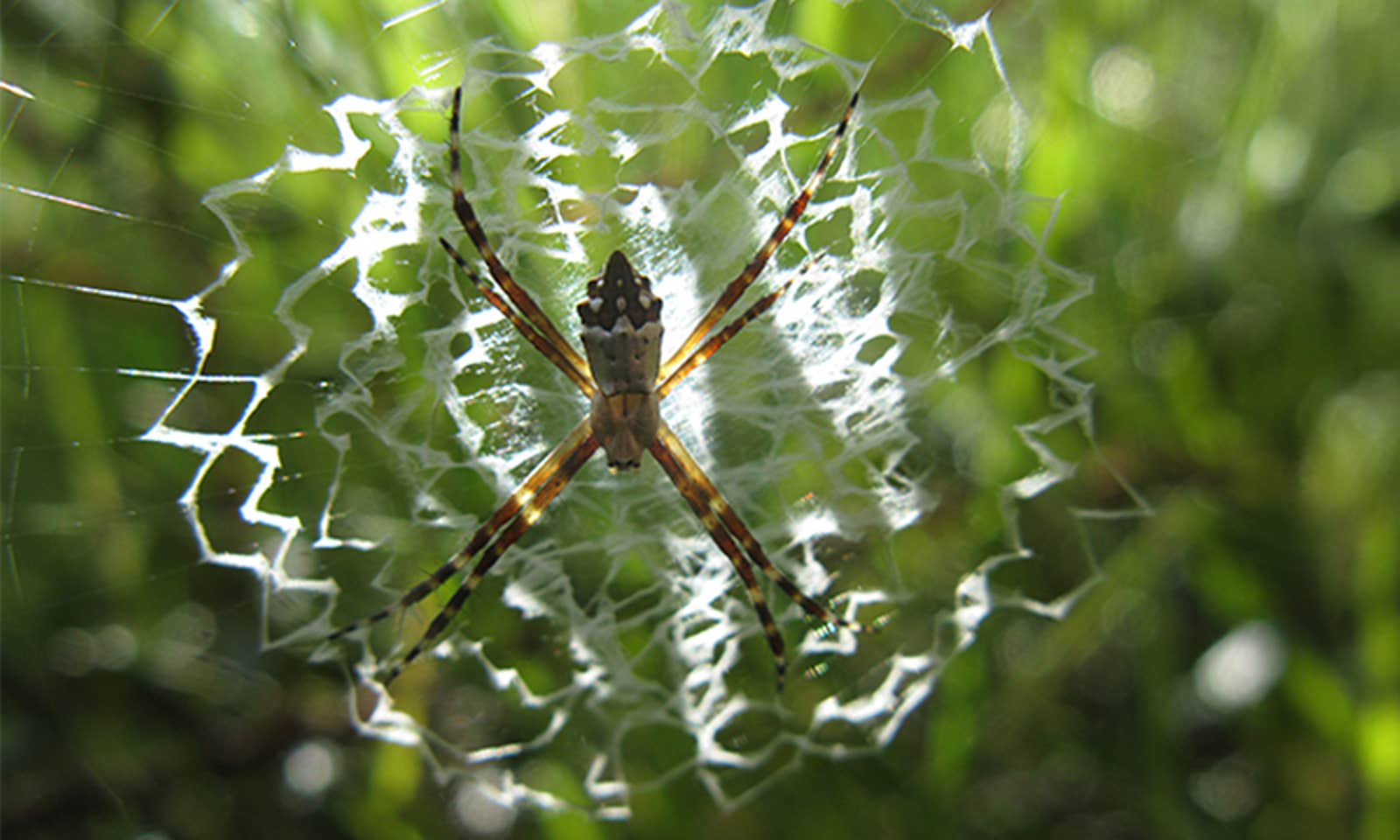 New Research Explores Functions of Spider Web Decorations