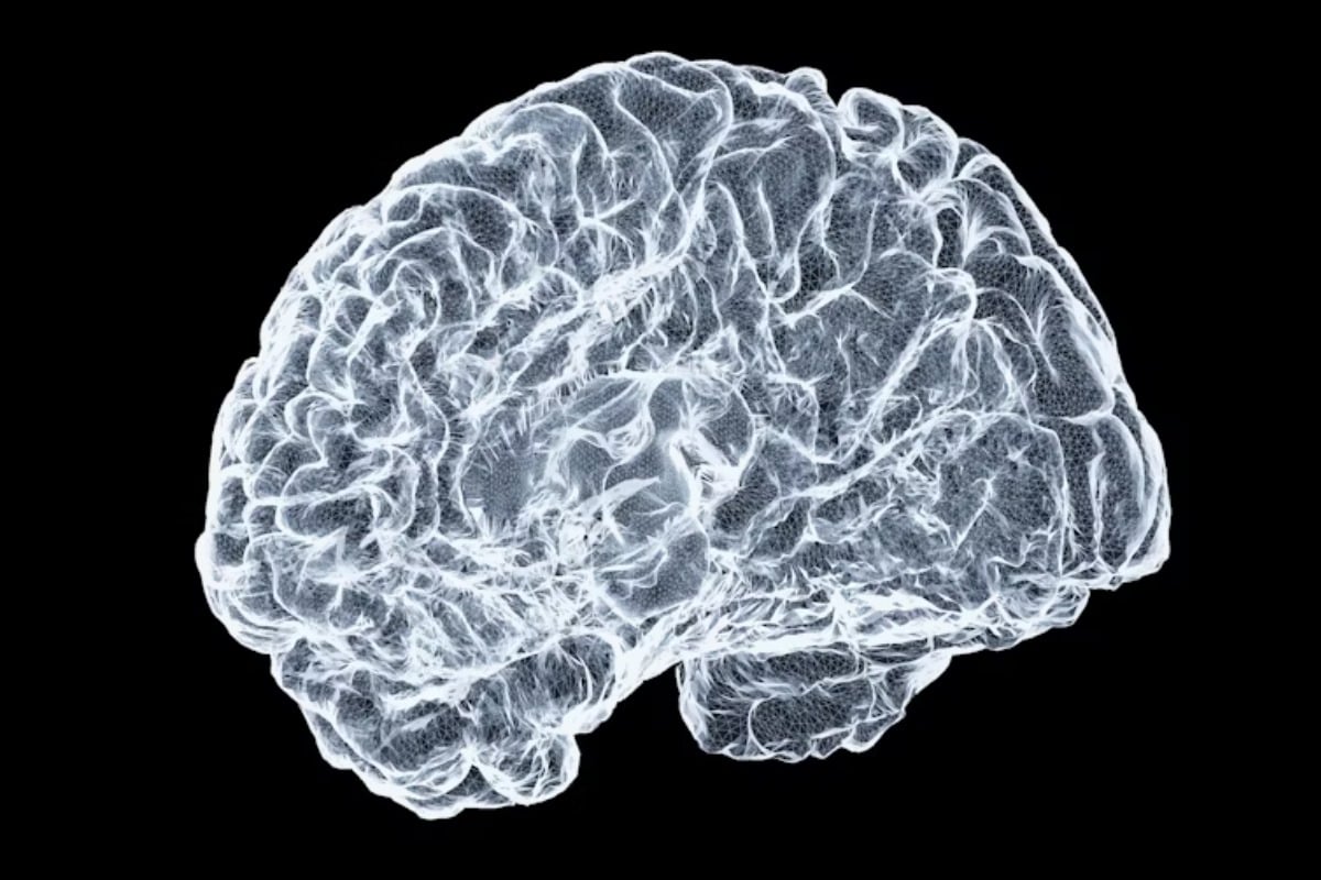 Ohio State Study Explores Brain Connectivity and Its Role in Functionality