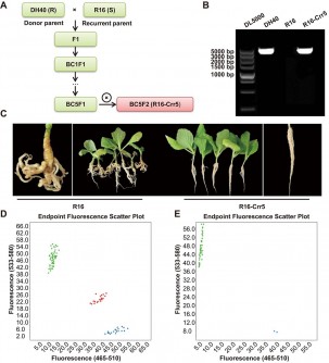 Scientists Discover Key Resistance Gene for Clubroot in Brassica Rapa