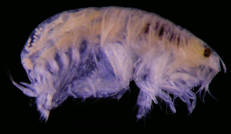 Scientists Identify 14 New Marine Species from Ocean Depths