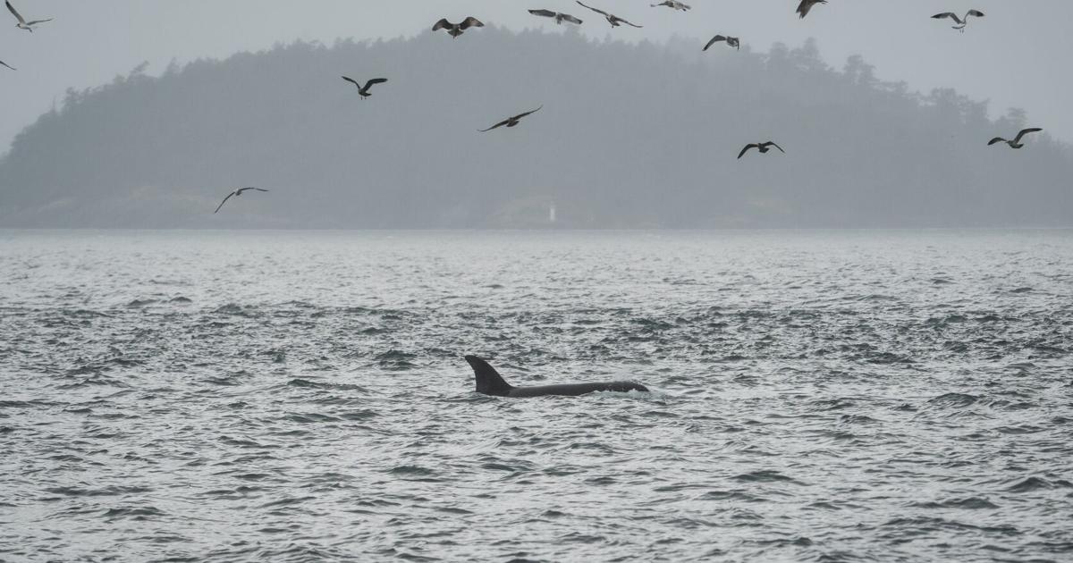 Scientists Utilize Fiber-Optic Cables to Track Endangered Orcas in Salish Sea