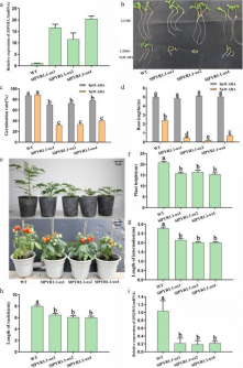 Tomato ABA Receptors Uncover Key Roles in Growth and Fruit Development