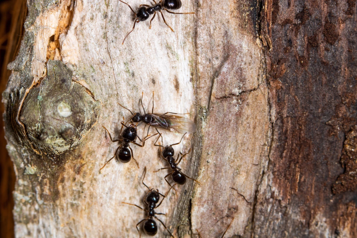 Ants Exhibit Social Distancing Behaviors to Combat Fungal Infections