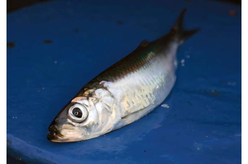 Atlantic herring show strong fidelity to spawning sites, study reveals