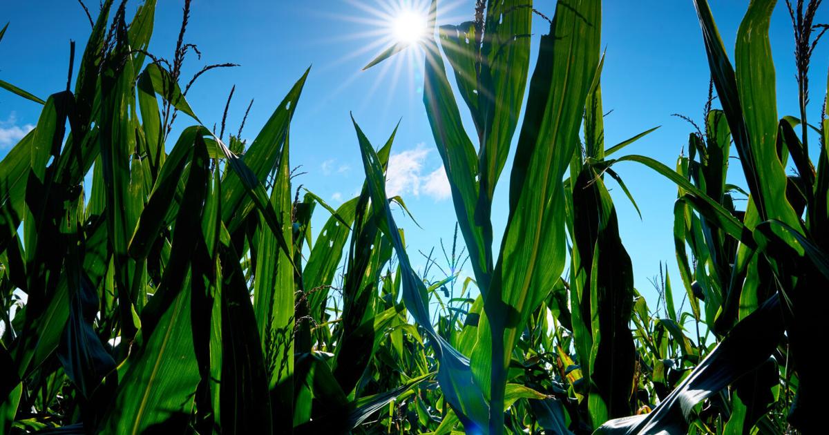Clemson University secures $2.4 million grant to study corn leaf aging