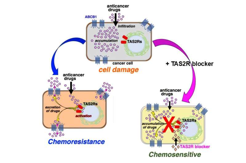 Discovery of Bitter Taste Receptors in Cancer Cells Offers Hope Against Drug Resistance