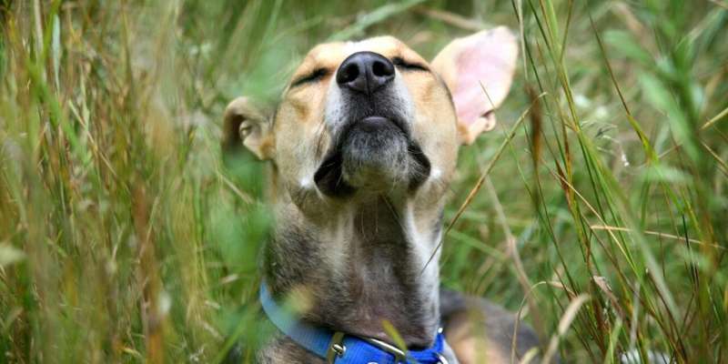 Enhance Your Dog”s Life with Scent Activities and Exploration Techniques