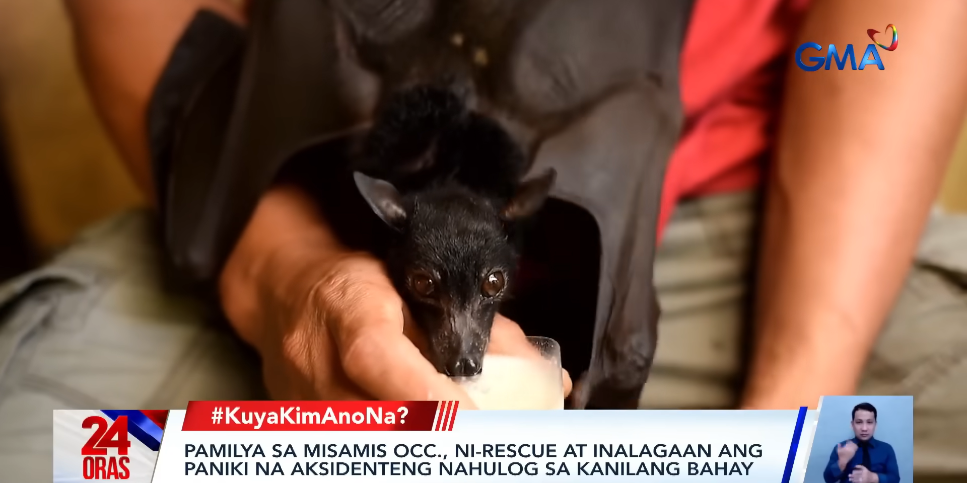 Family in Misamis Occidental Nurtures Rescued Bat Named Kerew