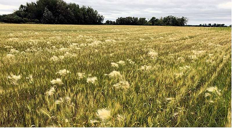 Foxtail Barley Found to Host Fungal Pathogens Affecting Barley Crop