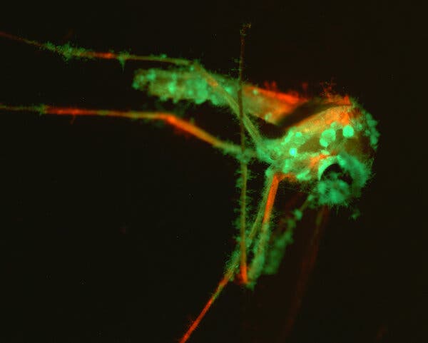 Genetically Modified Fungus Offers New Hope for Mosquito Control