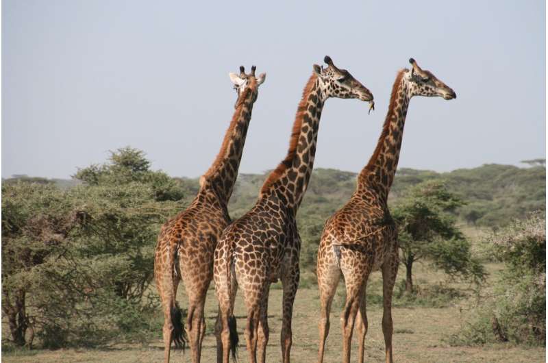 Hybridization in Zoo Giraffes Threatens Wild Conservation Efforts