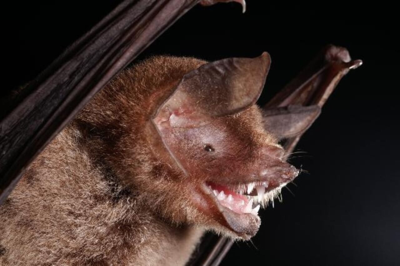 New Bat Coronavirus Found in Brazil Contains SARS-CoV-2 Like Feature