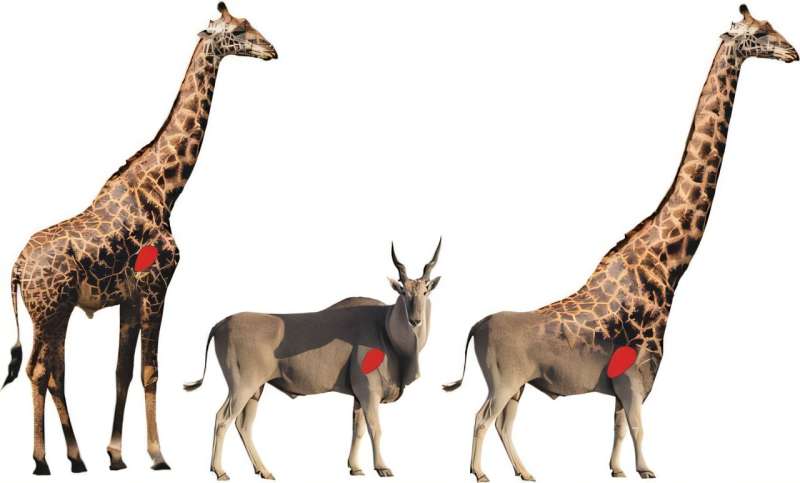 New Study Explores Energy Efficiency of Giraffes” Long Legs and Necks