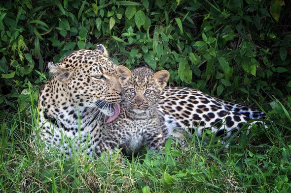 New Study Reveals How Leopards Acquire Their Distinctive Spots