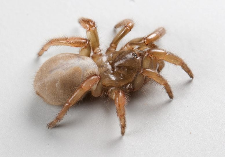 New Trapdoor Spider Species Discovered in California”s Coastal Dunes