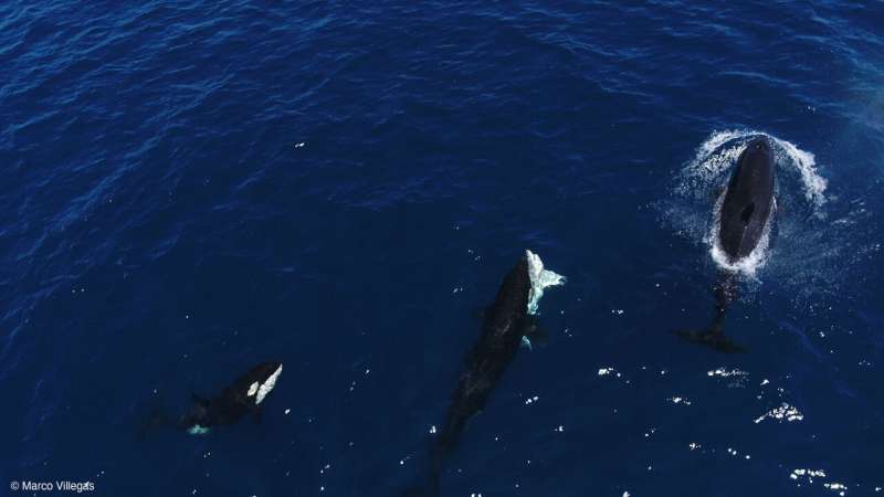 Orcas Expertly Target Young Great White Sharks in Gulf of California