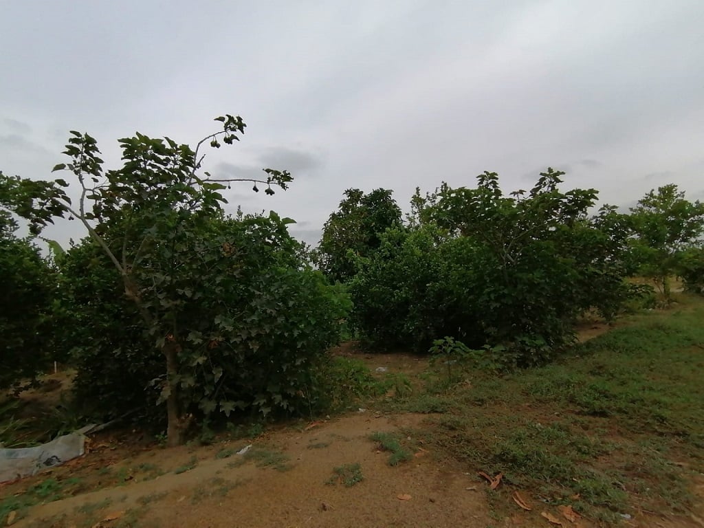 Regional Forum in Piura Addresses Climate Change Impact on Agriculture