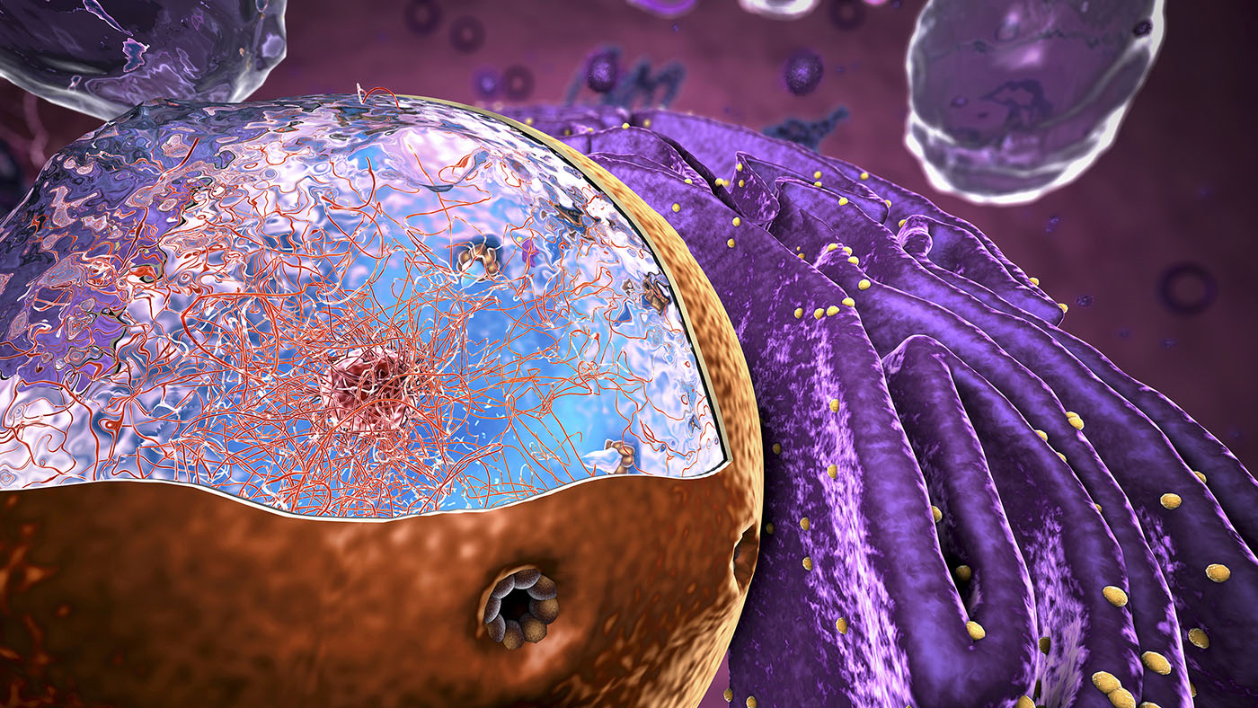 Researchers Enhance Cas9″s Nuclear Entry to Improve Gene Editing Efficiency