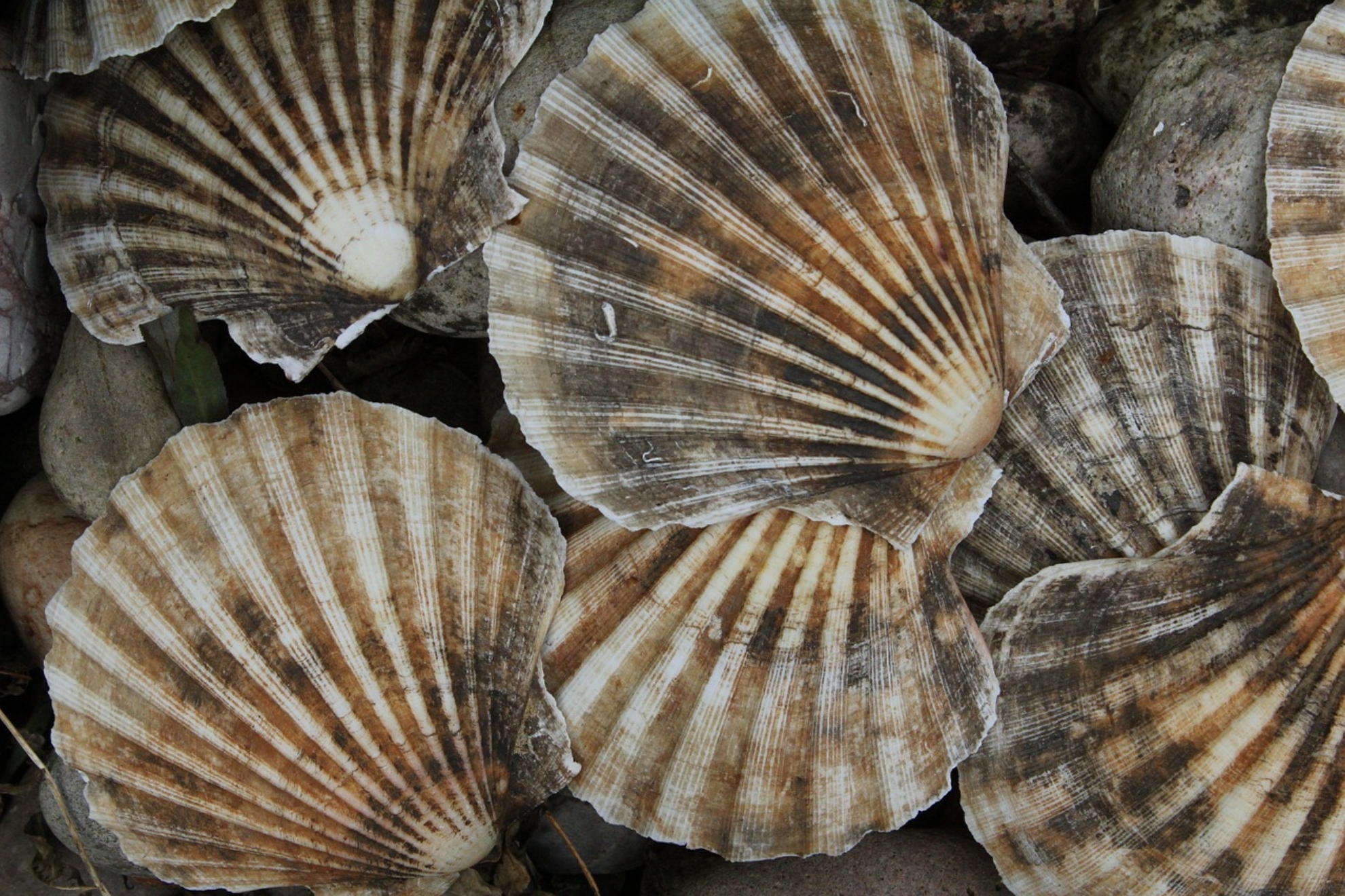 Scallops Make a Comeback in U.S. After Nearly a Century of Absence
