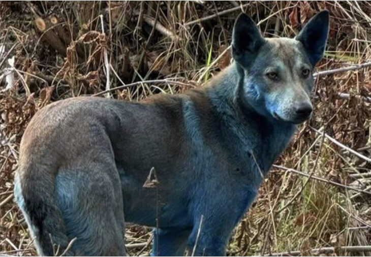 Scientists Investigate the Appearance of Blue-Coated Dogs in Chernobyl