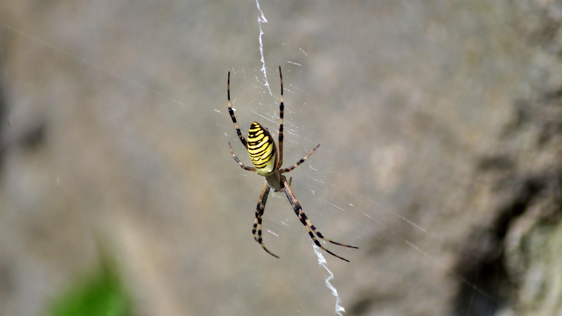 Spiders Use Zigzag Web Patterns as an Alarm System for Prey Detection