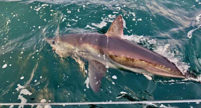 Study Finds Best Practices Essential for Shark Survival in UK Waters